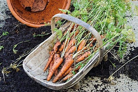 HARVESTING_POTGROWN_CARROTS_EMPTIED_POT_WITH_CARROTS_IN_TRUG