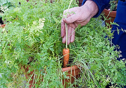 HARVESTING_POTGROWN_CARROTS_PULLING_THE_FIRST_CARROT
