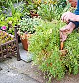 HARVESTING POT-GROWN CARROTS, PULLING THE FIRST ROOT.