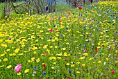 ANNUALS GROWING IN NATURALISTIC MIXES AT THE RHS GARDEN, HARLOW CARR.