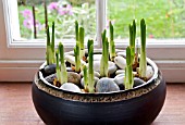 NARCISSUS BULBS IN GRAVEL IN A BOWL  9 DAYS AFTER PLANTING