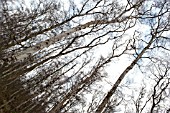SILVER BIRCH TREES, BETULA PENDULA AGAINST THE SKY