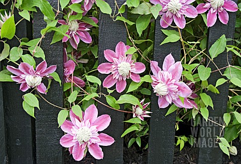CLEMATIS_JOSEPHINE_GROWING_ON_A_BLACK_PAINTED_FENCE