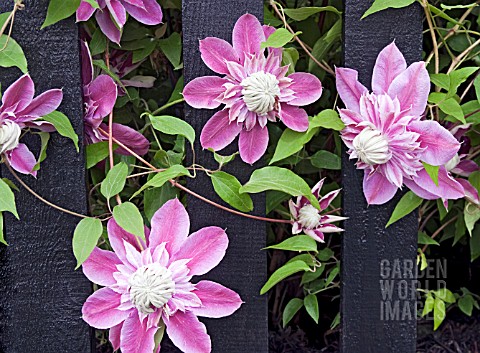 CLEMATIS_JOSEPHINE_GROWING_THROUGH_A_BLACK_PAINTED_FENCE