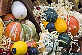 GOURDS AND SQUASHES IN A DISPLAY