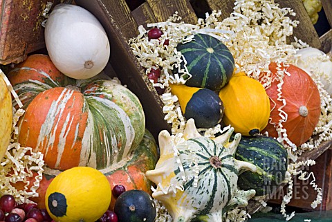 GOURDS_AND_SQUASHES_IN_A_DISPLAY