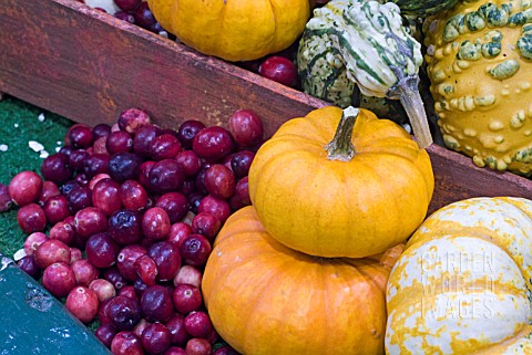 GOURDS_PUMPKINS_AND_FRUITS_IN_A_DISPLAY