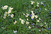 PRIMROSES AND VIOLETS IN ROUGH GRASS