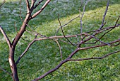 WINTER PRUNING SERIES ON  A YOUNG TREE,  1 CONGESTED STEMS