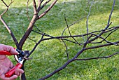 PRUNING CONGESTED STEMS ON A YOUNG TREE SERIES, 2, CUTTING THE FIRST CROSSING STEM.