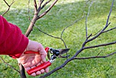 WINTER PRUNING CONGESTED STEMS, 4, FINAL BRANCHES BEING REMOVED