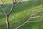 WINTER PRUNING CONGESTED STEMS ON A YOUNG TREE SERIES, 5, FINISHED TASK
