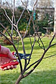 PRUNING A YOUNG CERCIS TREE, 2 SELECTING THE FIRST CUT