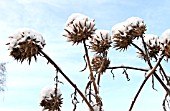 CARDOON HEADS CRUSTED WITH SNOW