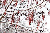 ALNUS INCANA AUREA CATKINS AND FRUITS IN SNOW