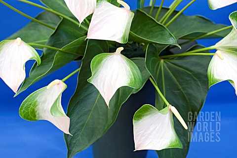 ANTHURIUM_ANDREANUM_BUTTERFLY