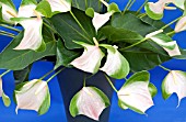 ANTHURIUM ANDREANUM BUTTERFLY