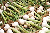 GARLIC HARVESTED AND LAID OUT