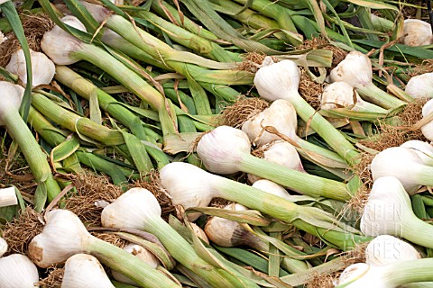 GARLIC_HARVESTED_AND_LAID_OUT