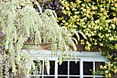 WHITE WISTERIA AGAINST BANKSIAN ROSE AND WISTERIA SINENSIS