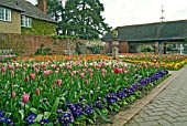 SPRING BEDDING AT THE RHS WISLEY SHOWING TULIPS AND POLYANTHUS