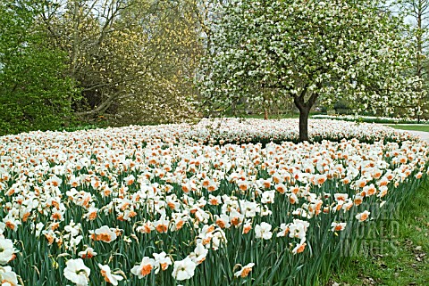 SPRING_GARDEN_WITH_NARCISSUS_AT_RHS_WISLEY