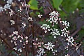 ANTHRISCUS SYLVESTRIS RAVENS WING   DARK LEAVED COW PARSLEY OR QUEEN ANNES LACE