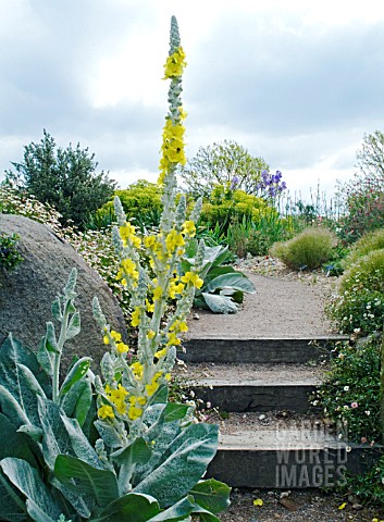 THE_DRY_GARDEN_AT_HYDE_HALL_WITH_VERBASCUM_BOMBYCIFERUM