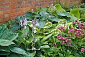 BED OF HOSTAS AND ASTRANTIA AT WALTERS COTTAGE
