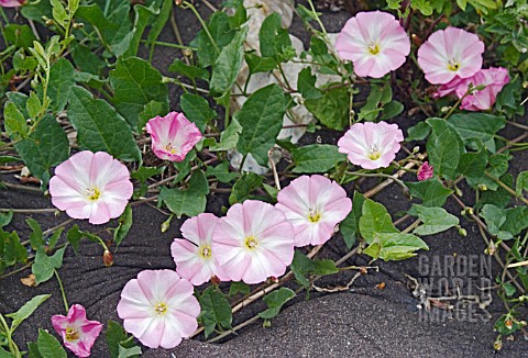 LESSER_BINDWEED_CONVOLVULUS_ARVENSIS_GROWING_THROUGH_A_TARMAC_AND_FLINT_SURFACE