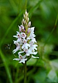 DACTYLORRHIZA FUCHSII, COMMON SPOTTED ORCHID, UNUSUAL PALE FORM.