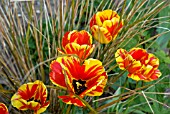 RED AND YELLOW TULIPS WITH THE GRASS ANEMANTHELE LESSONIANA