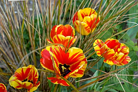 RED_AND_YELLOW_TULIPS_WITH_THE_GRASS_ANEMANTHELE_LESSONIANA
