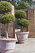 TOPIARY SHRUBS IN CONTAINERS AT RHS HARLOW CARR
