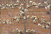 PEAR TREE ESPALIER TRAINED ON A WALL
