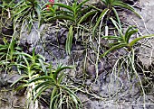 LITHOPHYTE ORCHIDS SHOWING ROOTS CLINGING TO THE ROCK FACE AT SINGAPORE NATIONAL ORCHID GARDEN