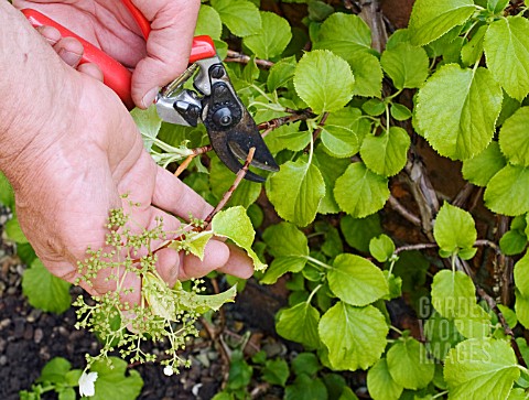 PRUNING_OUTWARD_POINTING_SHOOTS_ON_A_CLIMBING_HYDRANGEA