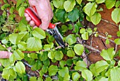 PRUNING OUTWARD POINTING SHOOTS ON A CLIMBING HYDRANGEA