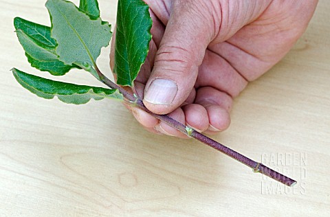 PROPAGATING_FROM_SEMIRIPE_CUTTINGS__LOWER_LEAVES_TRIMMED