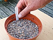 PROPAGATING FROM ROOT CUTTINGS - INSERTING LABEL AFTER APPLYING GRIT LAYER ON SURFACE