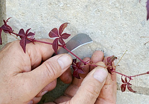 PROPAGATING_FROM_SOFT_CUTTINGS__SELECTING_SUITABLE_YOUNG_SHOOT_FROM_PARTHENOCISSUS_HENRYANA