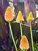 KNIPHOFIA ROOPERI WITH CANNA WYOMING