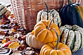 PUMPKINS AND SQUASHES WITH BASKET AND AUTUMN LEAVES