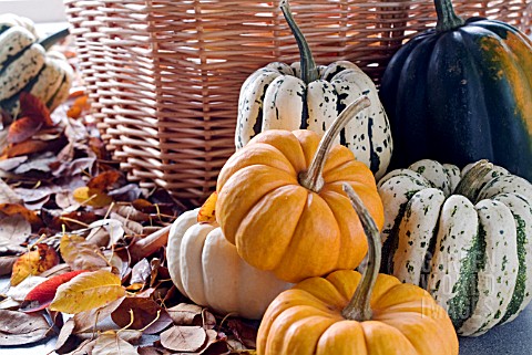 PUMPKINS_AND_SQUASHES_WITH_BASKET_AND_AUTUMN_LEAVES