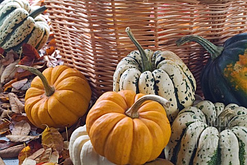 PUMPKINS_AND_SQUASHES_WITH_BASKET_AND_AUTUMN_LEAVES