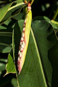 ALPINIA, GINGER, FLOWER BUD ABOUT TO OPEN, TENERIFE