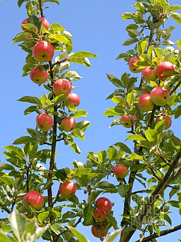 APPLE_ORCHARD_IN_AUGUST