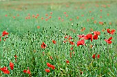 PAPAVER, POPPIES IN A FIELD