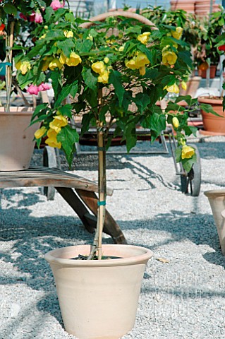 ABUTILON_YELLOW_STANDARD_IN_CONTAINER