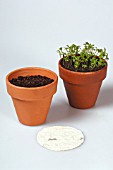 PLANTING SEEDPLATE INTO POT- LEPIDIUM SATIVUM (CRESSIDA OR CURLY CRESS) BEFORE AND AFTER GERMINATION